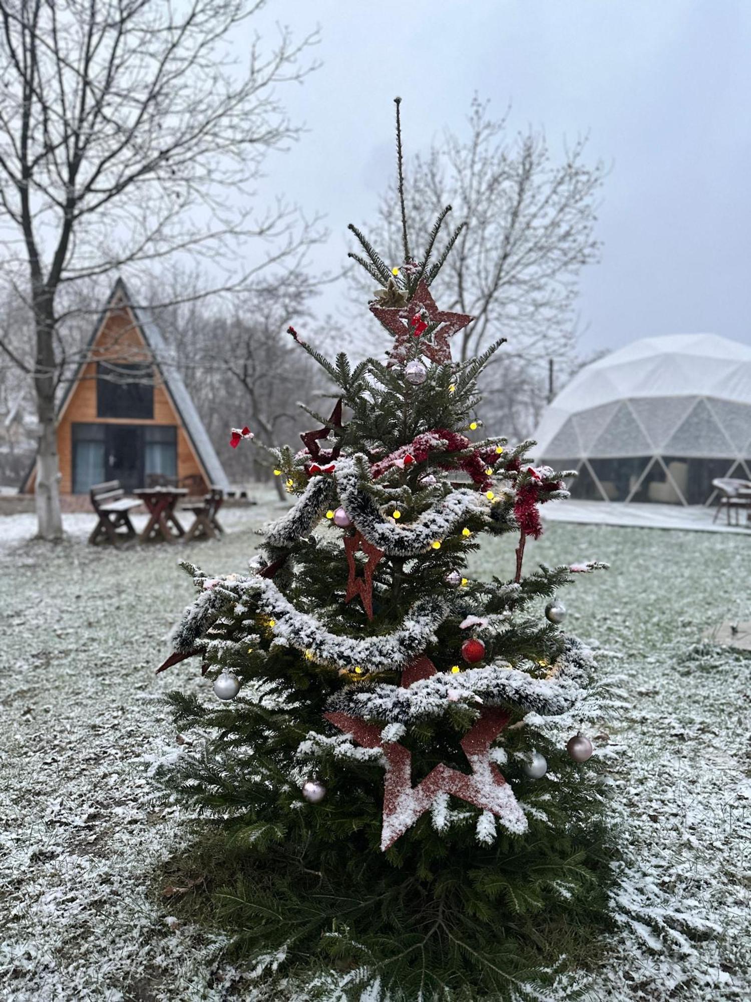 The Frog Glamping Hotel Horezu Exterior photo